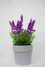 Cargar imagen en el visor de la galería, LAVANDA MACETA DE CARTON
