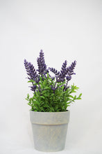Cargar imagen en el visor de la galería, LAVANDA MACETA DE CARTON
