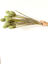 Cargar imagen en el visor de la galería, VAINA DE FRUTAS VERDE
