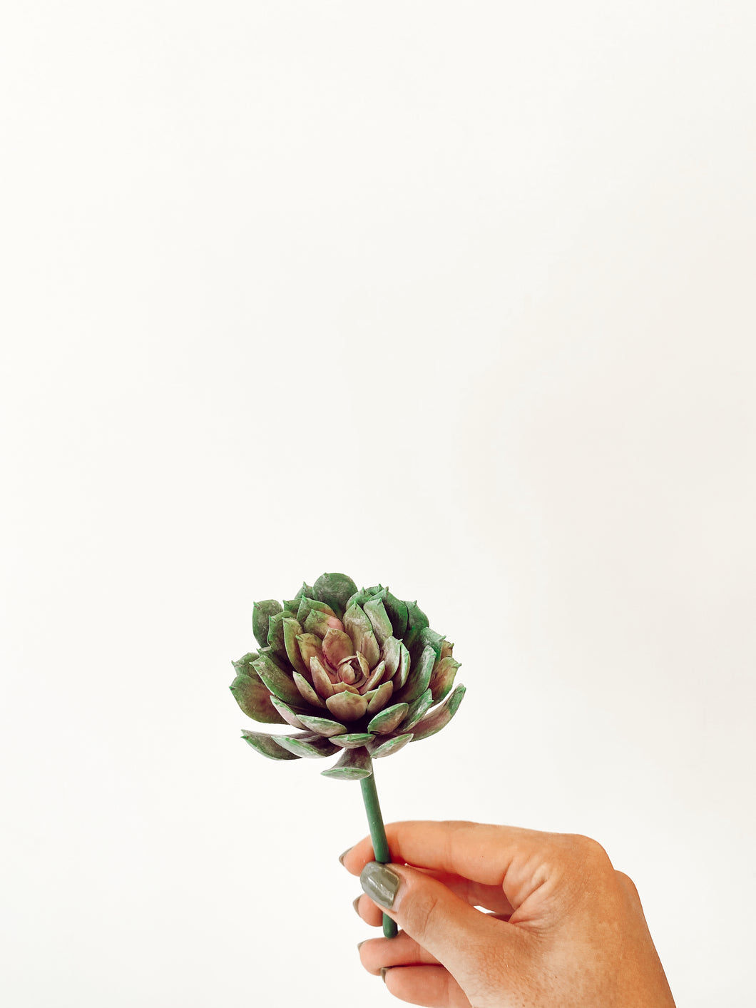 SUCULENTA COL MINI