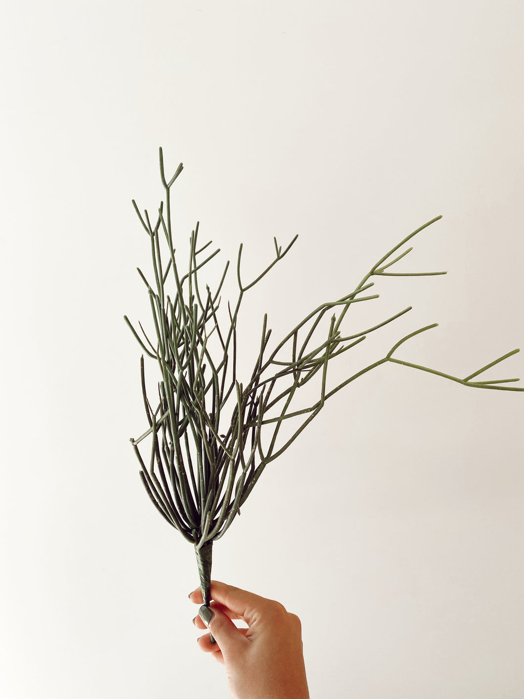 PLANTA LAPIZ