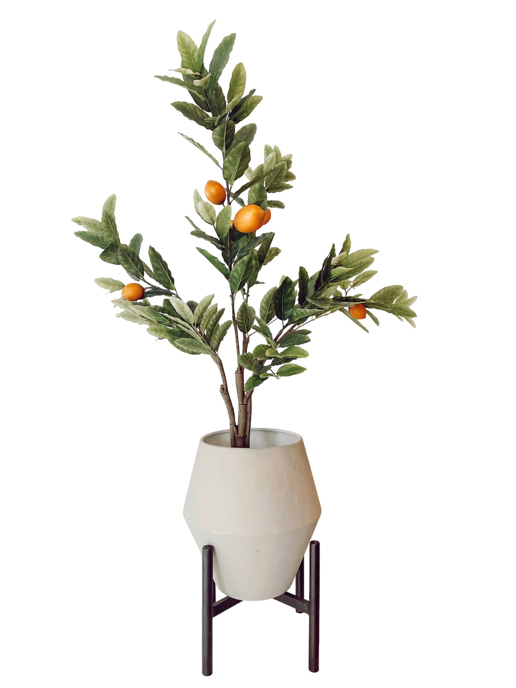 ARBOL DE LIMÓN